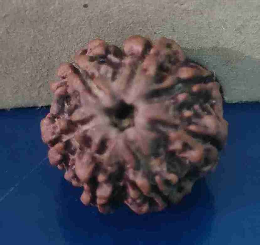 রুদ্রাক্ষ Rudraksha 1-15 Mukhi